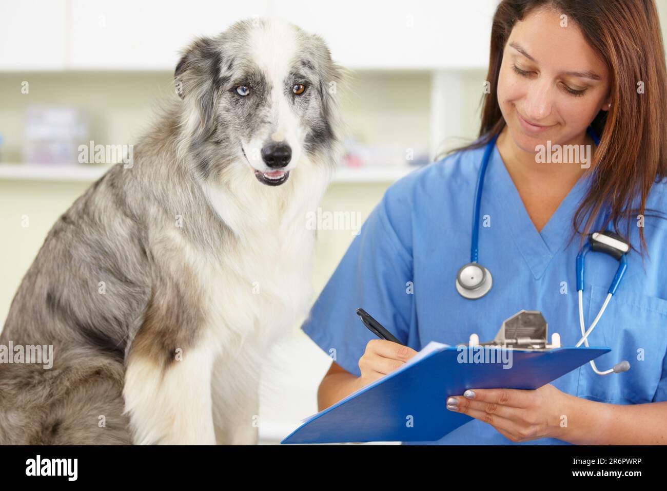 Veterinarian, writing or dog at veterinary clinic for animal healthcare checkup inspection or prescription. Doctor, history or sick blue merle collie Stock Photo