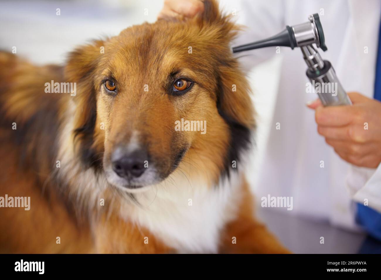 Hands of doctor, ear test or dog at veterinary clinic for animal healthcare checkup inspection or nursing. Nurse, hearing or sick rough collie pet or Stock Photo
