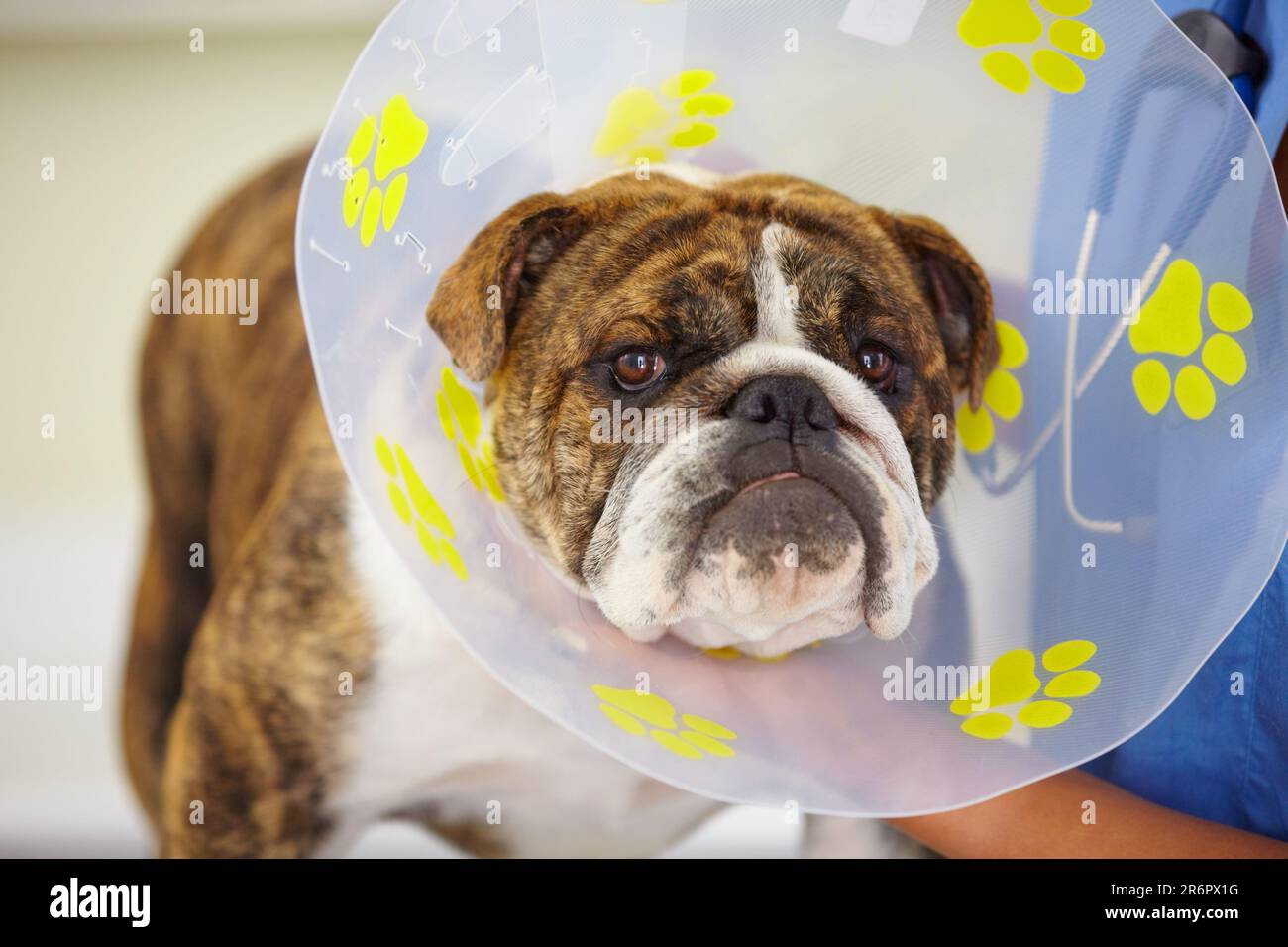 Cone, face or dog at vet clinic for animal healthcare check up in nursing consultation or inspection. Collar, doctor or sick bulldog pet or puppy in Stock Photo