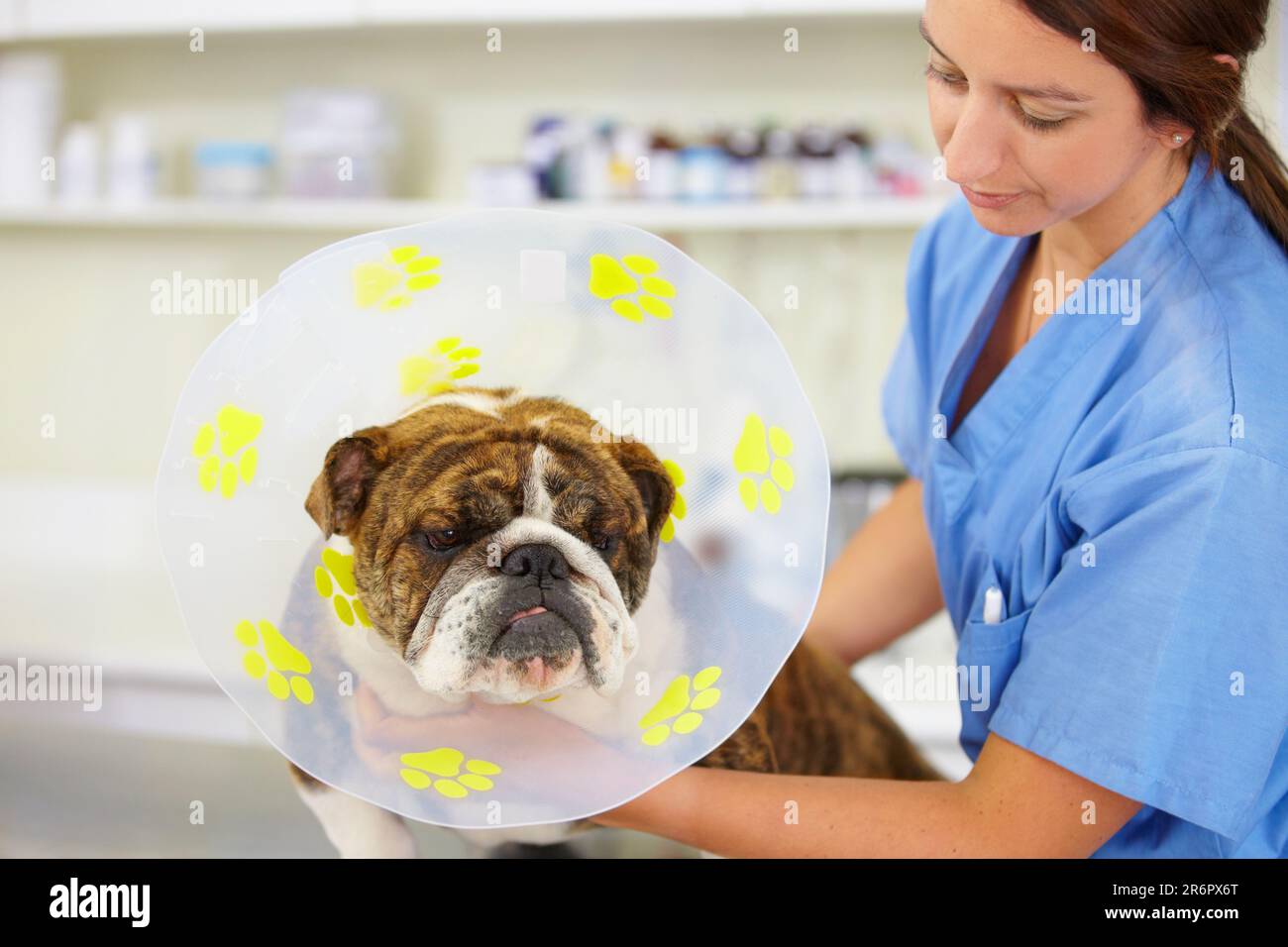 Cone, nurse or dog at vet clinic for animal healthcare check up in nursing consultation or inspection. Veterinary, doctor or sick bulldog pet or puppy Stock Photo