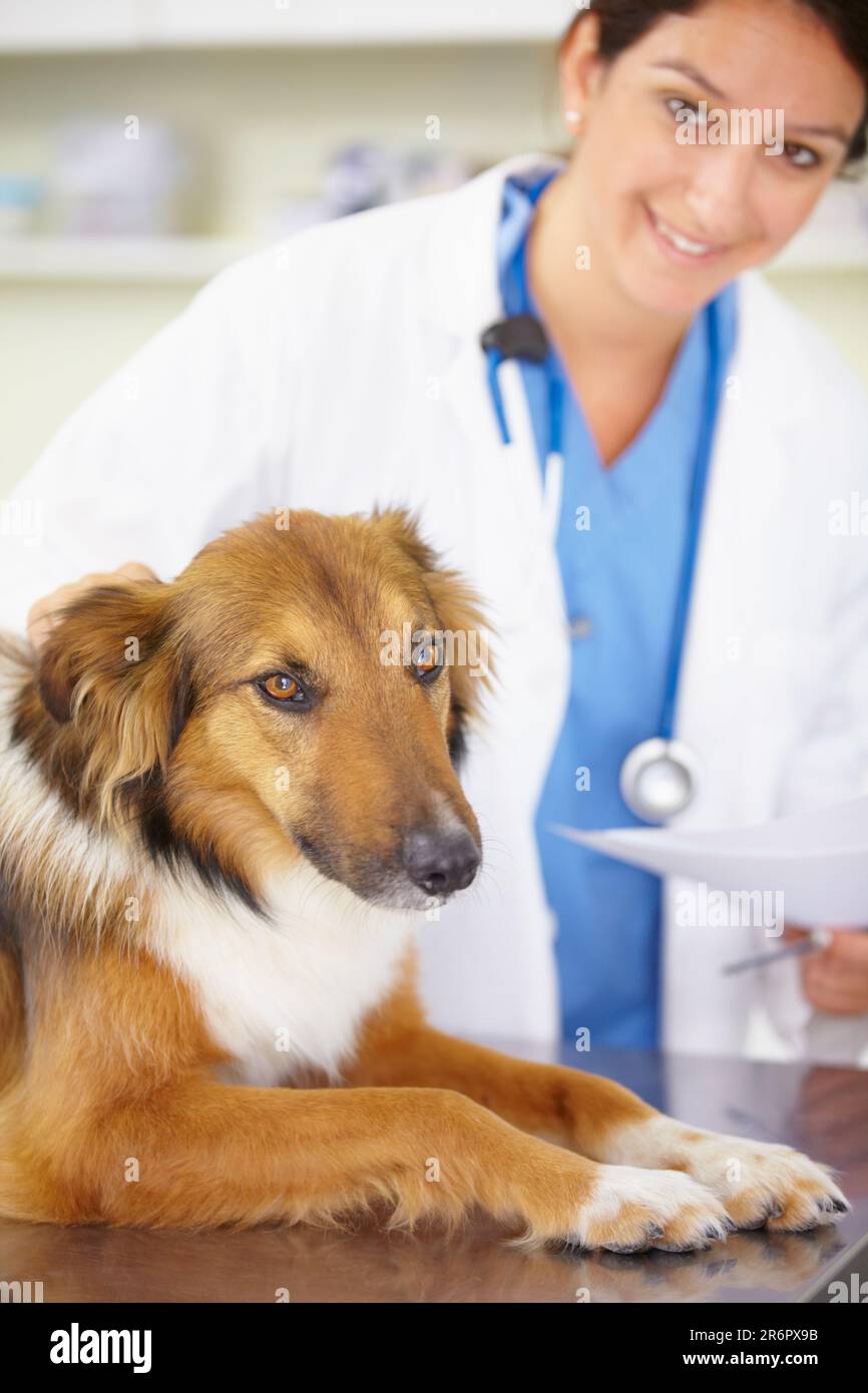 Portrait of doctor, exam or dog at veterinary clinic for animal healthcare checkup inspection or prescription. Nurse, face or sick rough collie pet or Stock Photo