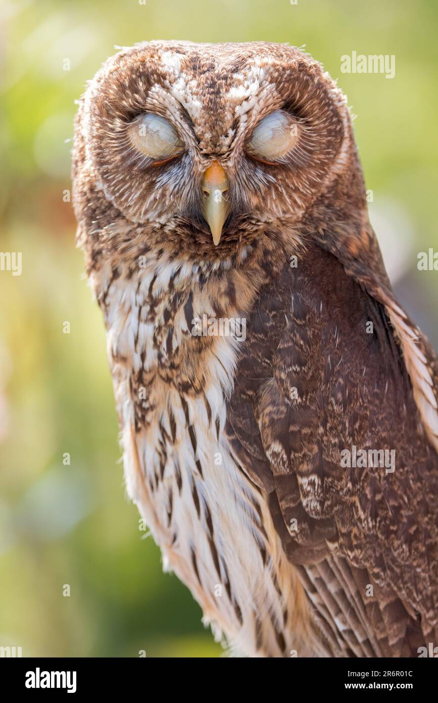 Mottled Owl [ Ciccaba virgata ] Stock Photo