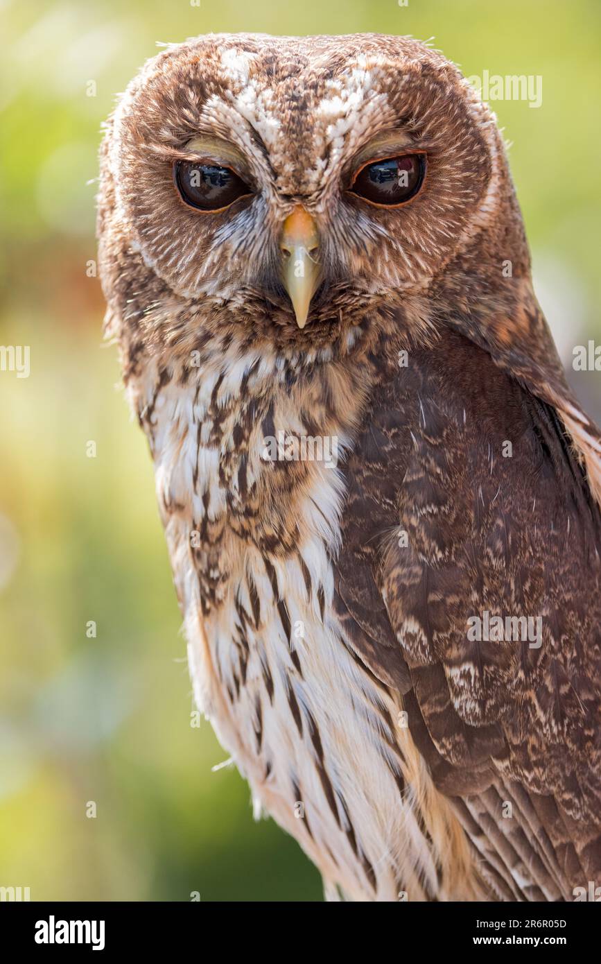 Mottled Owl [ Ciccaba virgata ] Stock Photo