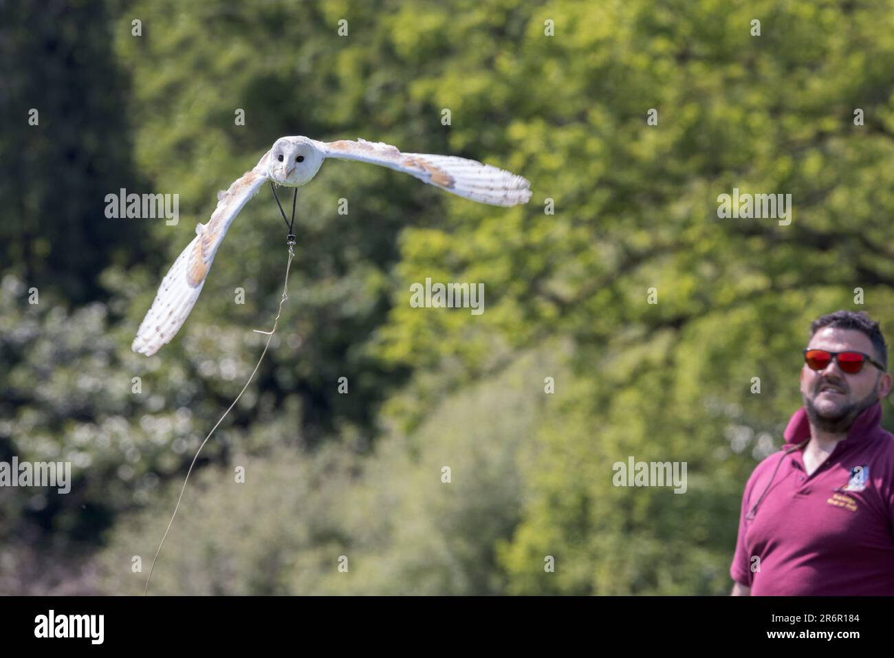 Barn Owl [ Tyto alba ] captive bird being flown by handler on string