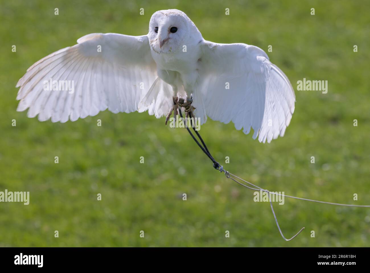 Barn Owl [ Tyto alba ] captive bird being flown by handler on string