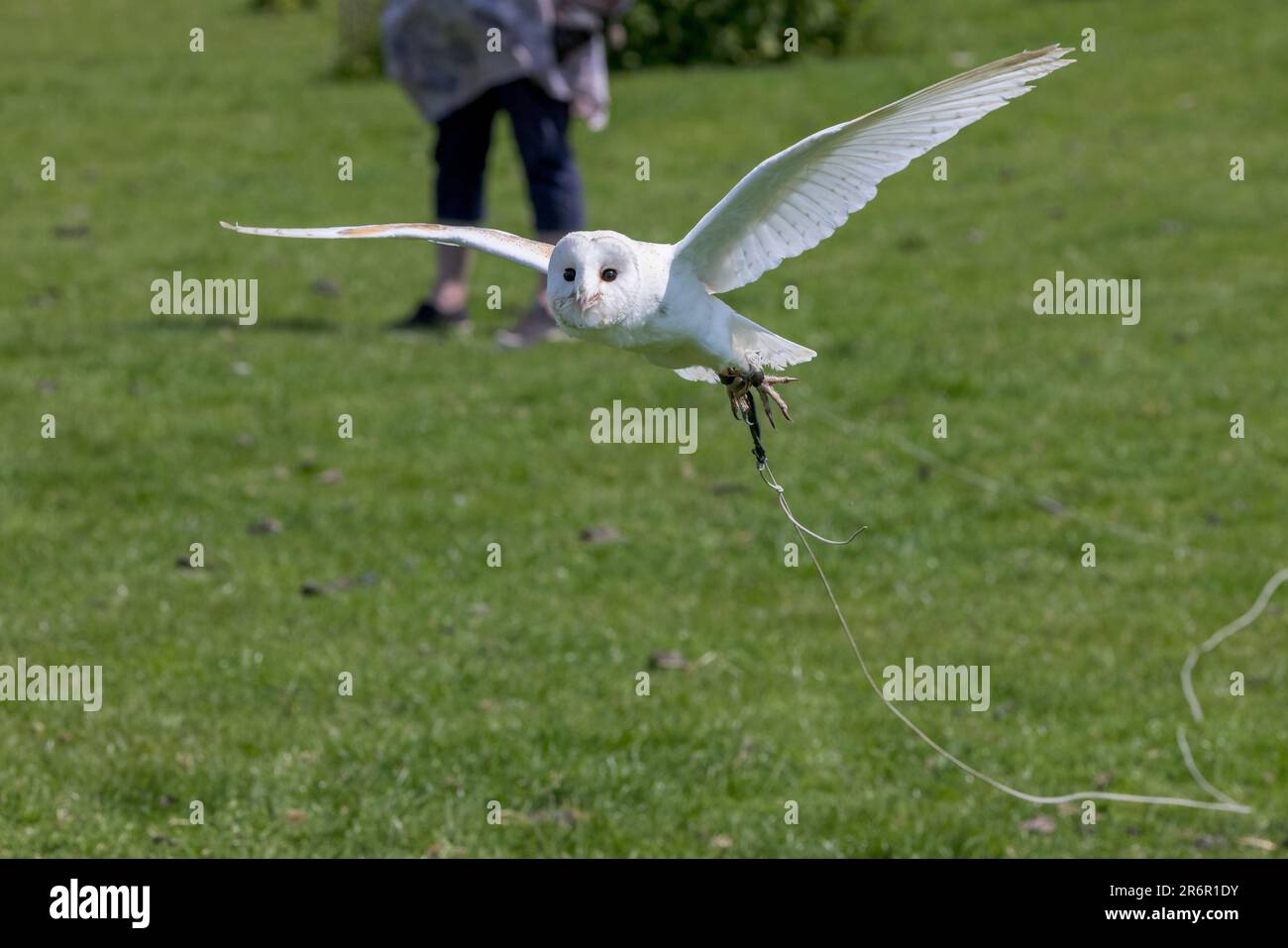 Barn Owl [ Tyto alba ] captive bird being flown by handler on string