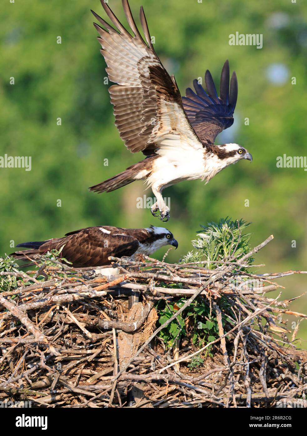 Osprey taking off from the nest, Quebec, Canada Stock Photo
