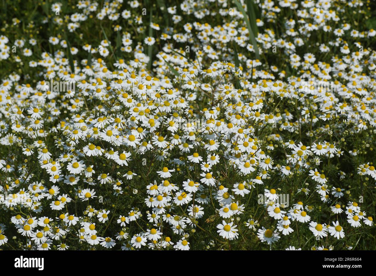 Flowers in the field of chamomile (Matricaria chamomilla, Matricaria ...