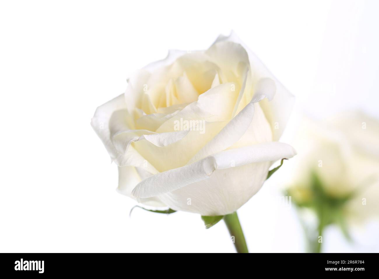 roses wedding bouquet, wedding background, white background Stock Photo