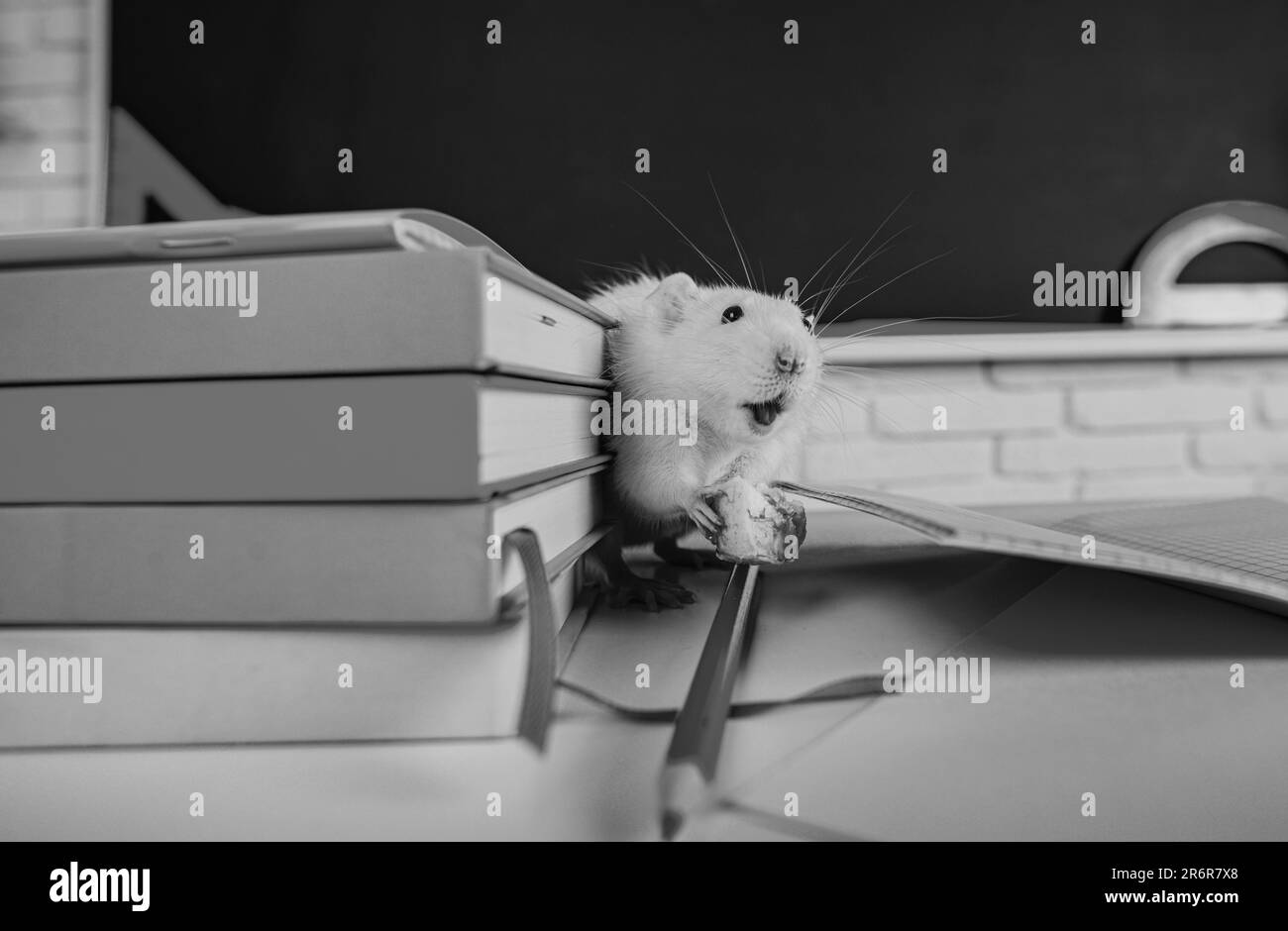 Education concept - rat sitting on books in the class, auditorium over chalkboard background. Stock Photo