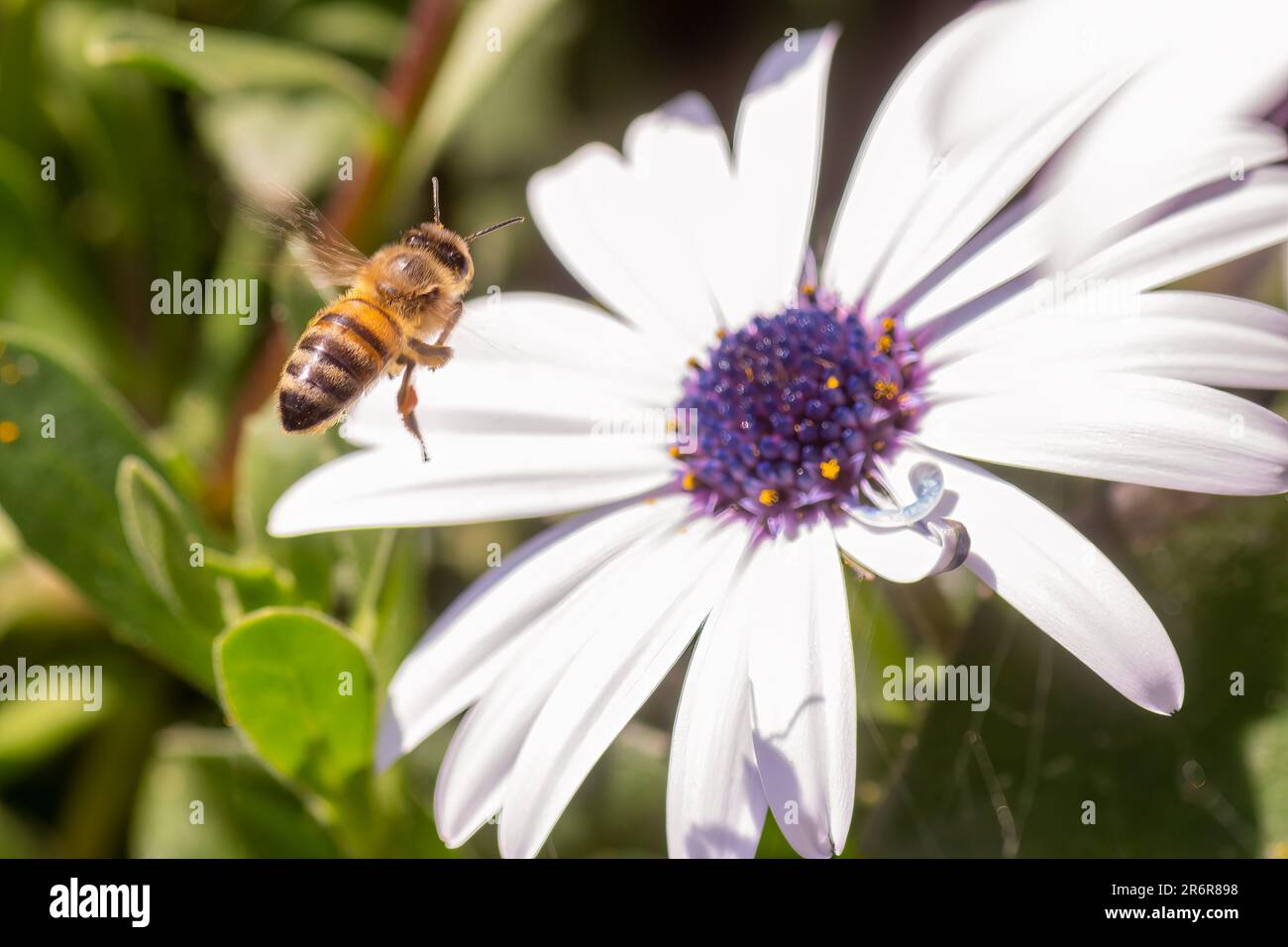 Closeup bee on top hi-res stock photography and images - Alamy