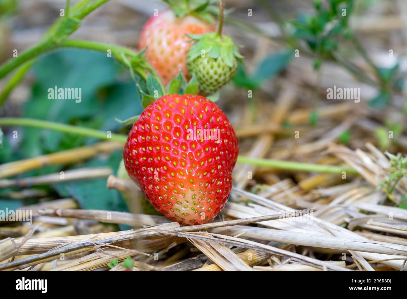 Strawberry close up hi-res stock photography and images - Alamy