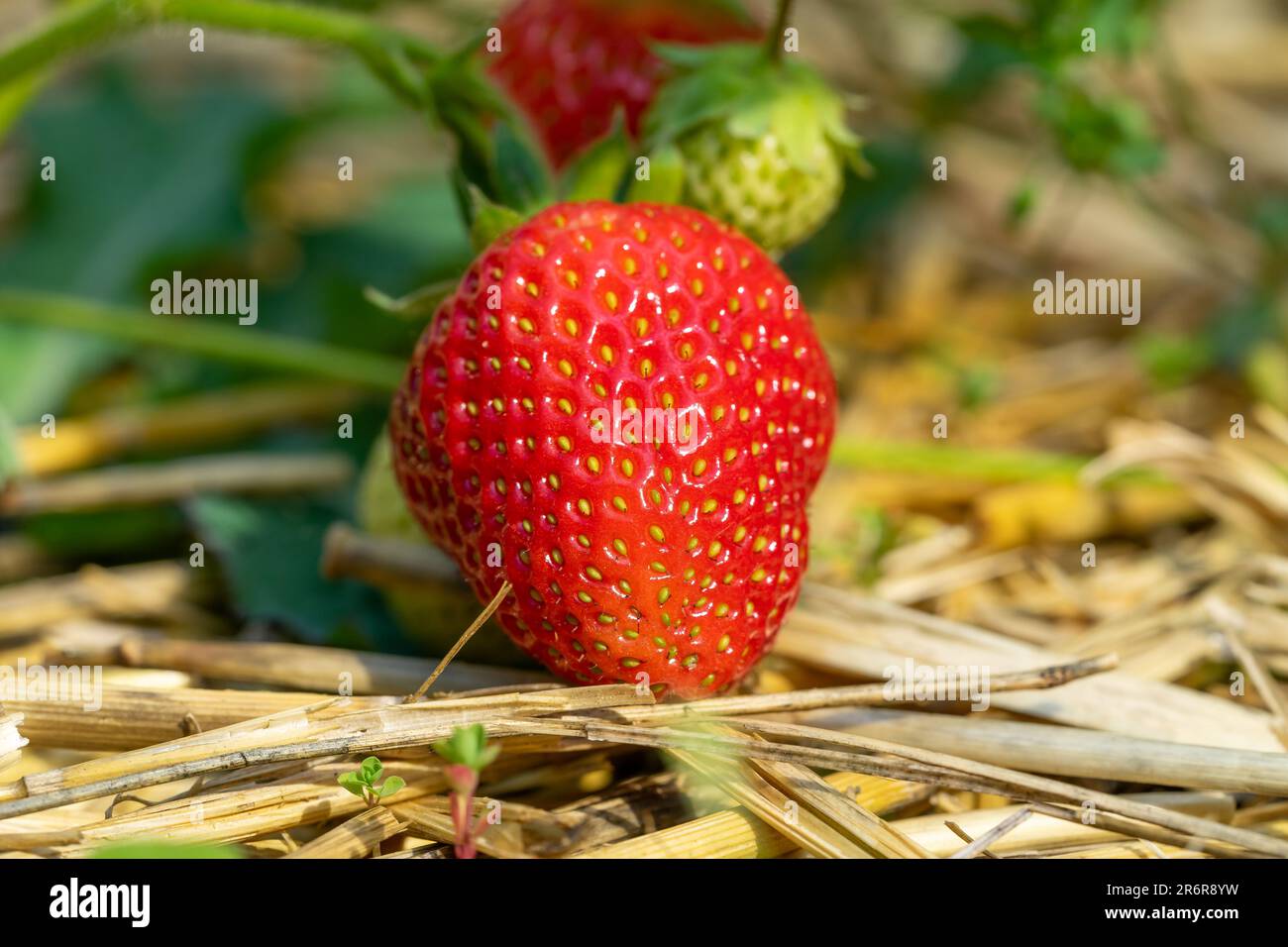 strawberry in the garden bed Stock Photo - Alamy