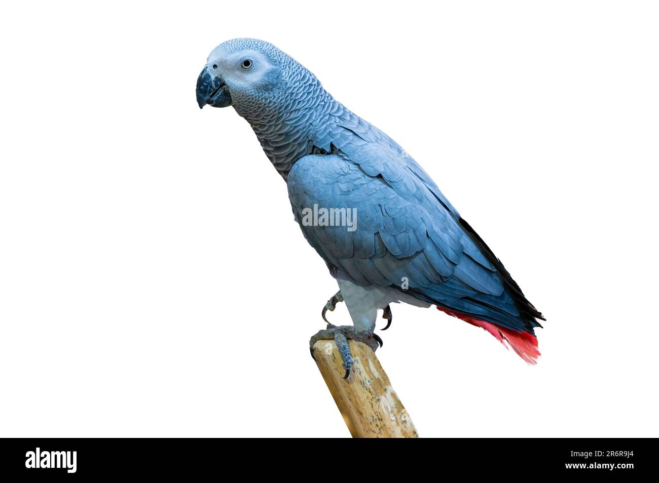 Grey parrot isolate parakeet perching on branch on white background isolate Stock Photo