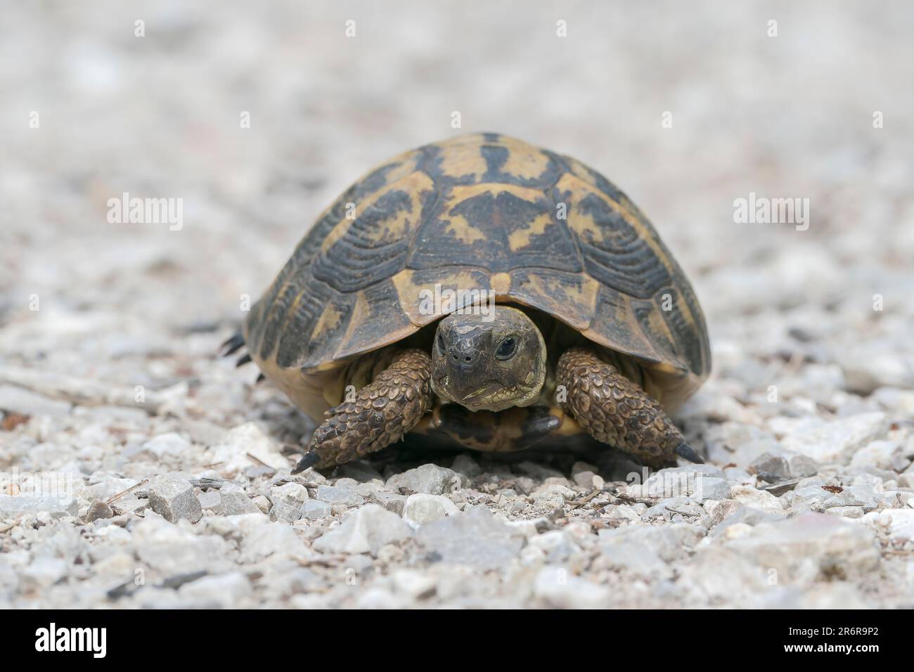 Hermann’s Tortoise, Testudo hermanni, single animal on ground, Son Real