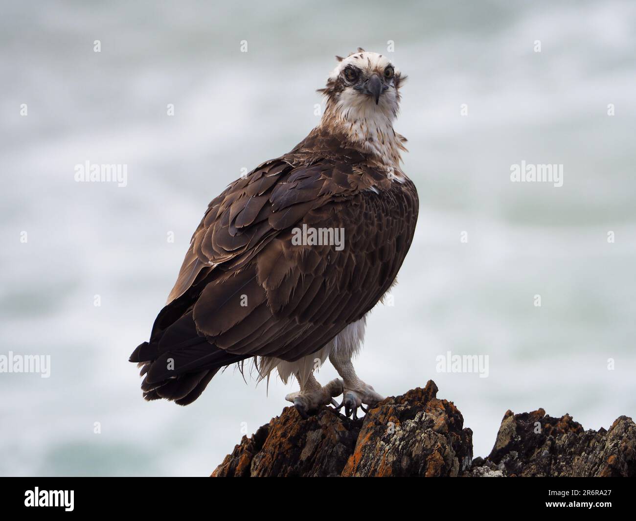 Bird of prey, a beautiful Eastern Osprey or Fish Hawk head turned back  looking into camera, overlooking the blue Pacific Ocean, Australia Stock  Photo - Alamy