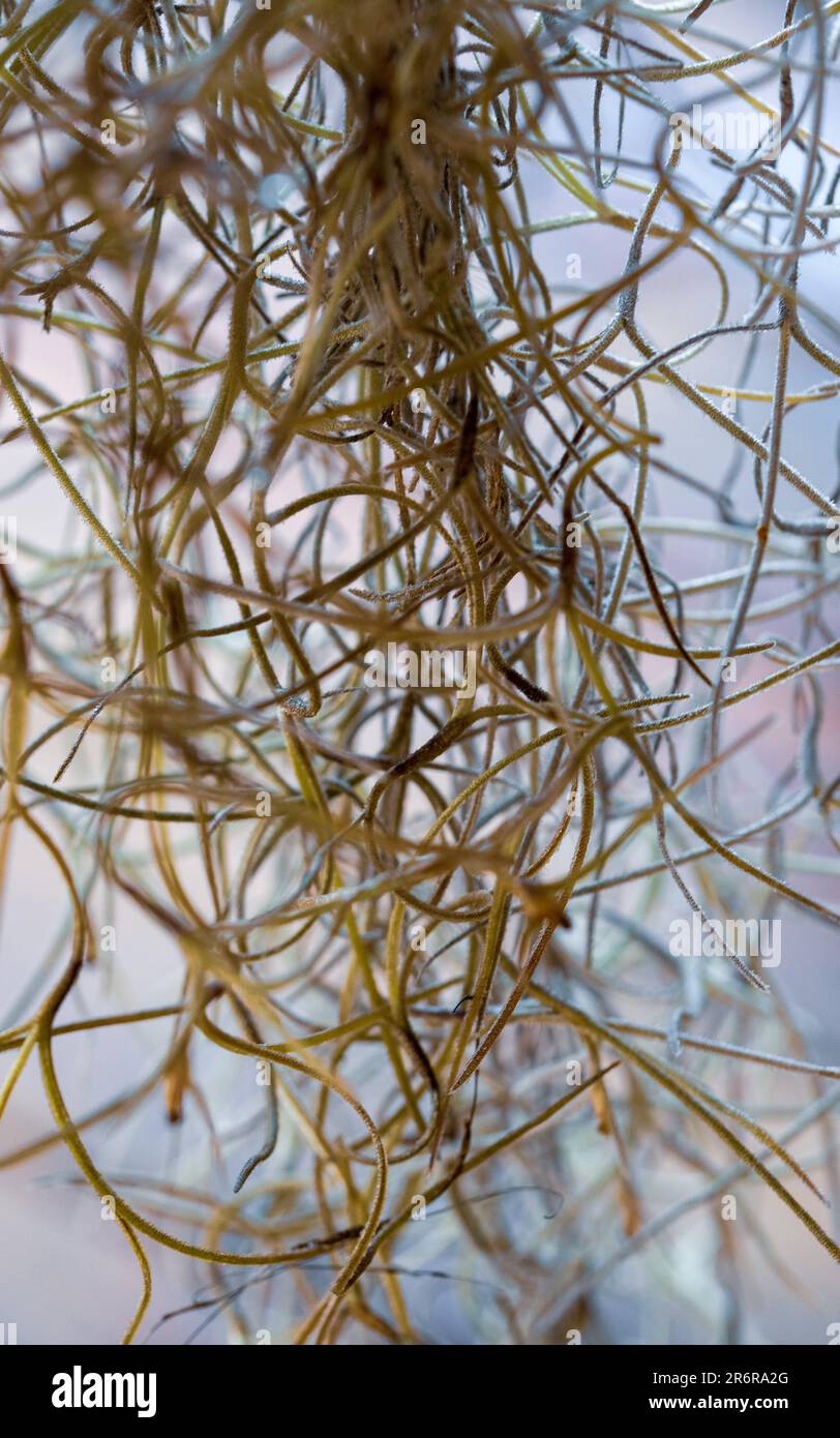 Spanish Moss or Old Man’s Whiskers, a blue grey green Airplant with no