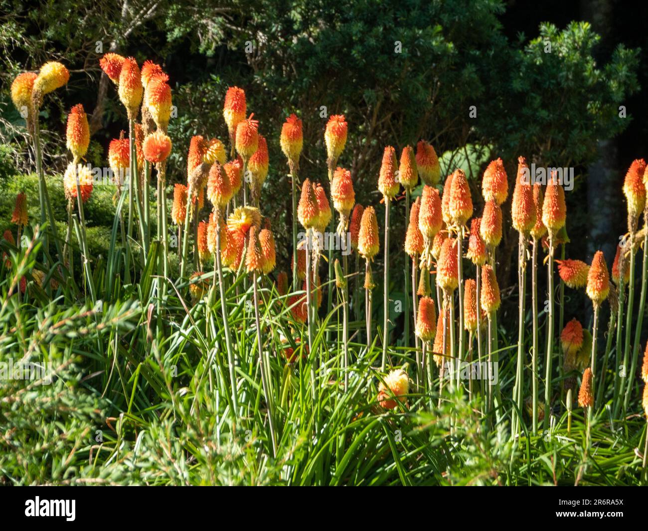 Stand out blooms of the Torch Lily Red Hot Poker plant, vibrant in a pointy mass blooming, natural patterns, Australian garden Stock Photo