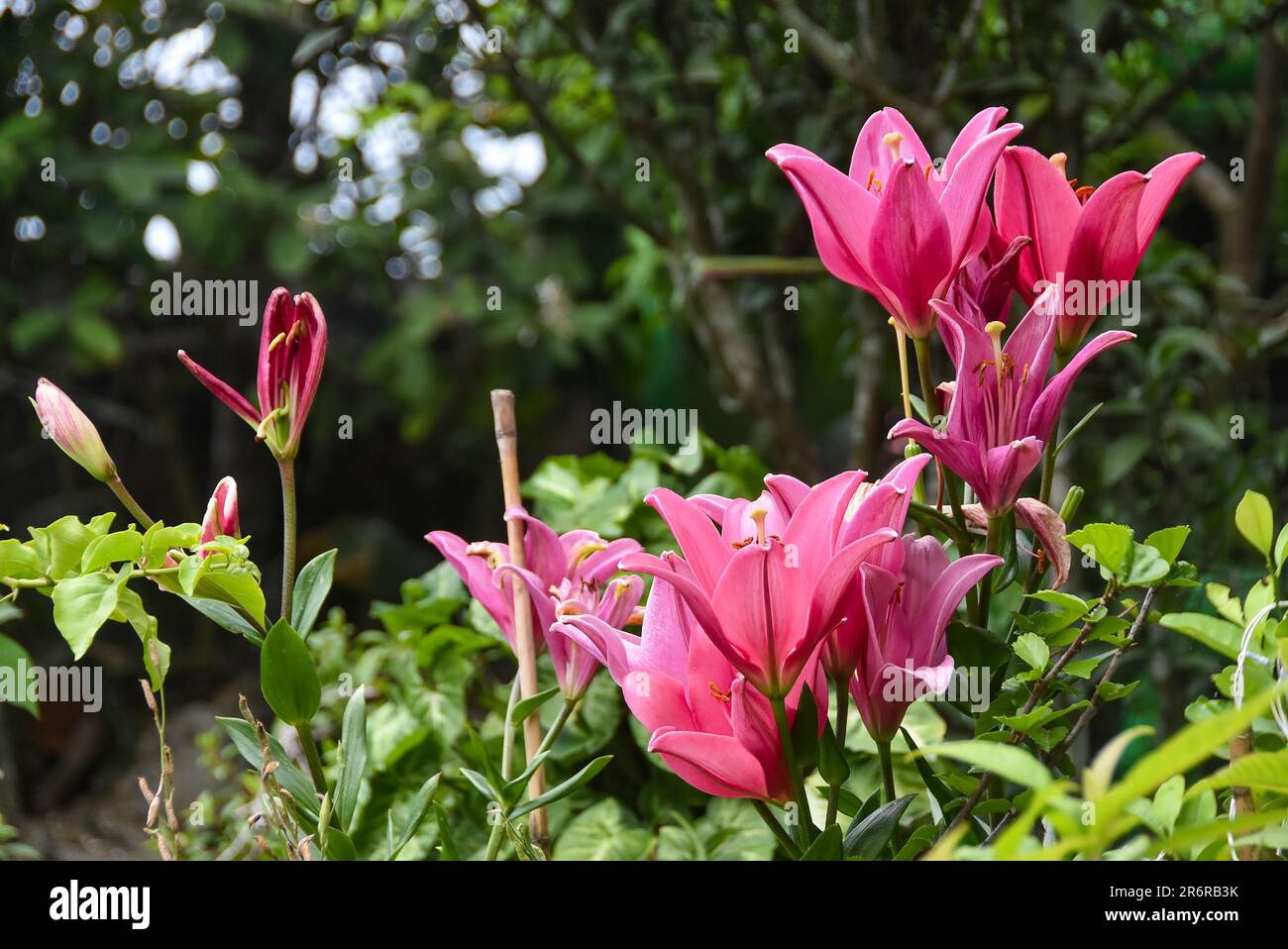 Lilium longiflorum bouquet hi-res stock photography and images - Alamy