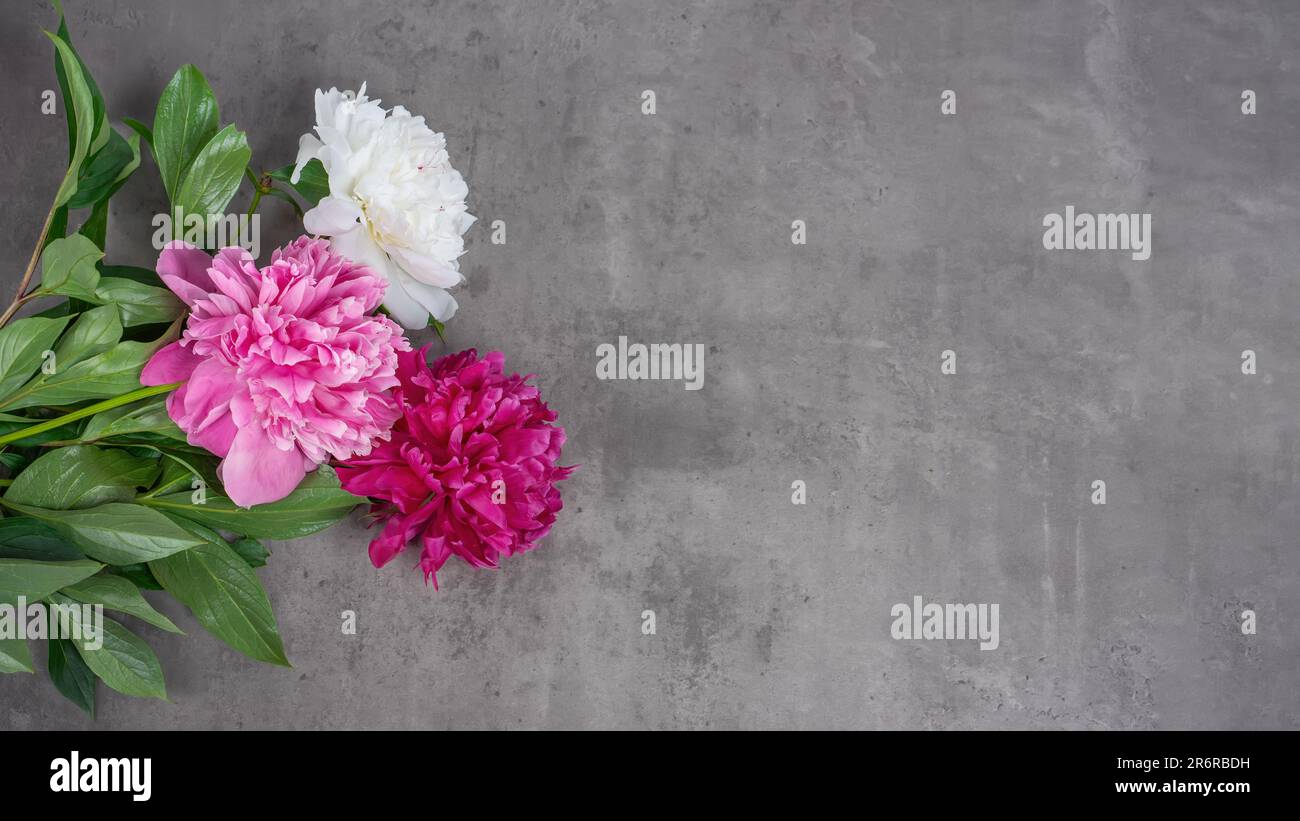 Blooming pink peony bouquet of flowers on gray concrete background, top view, flat lay. Greeting card for mother's day, wedding and birthday. Banner, Stock Photo