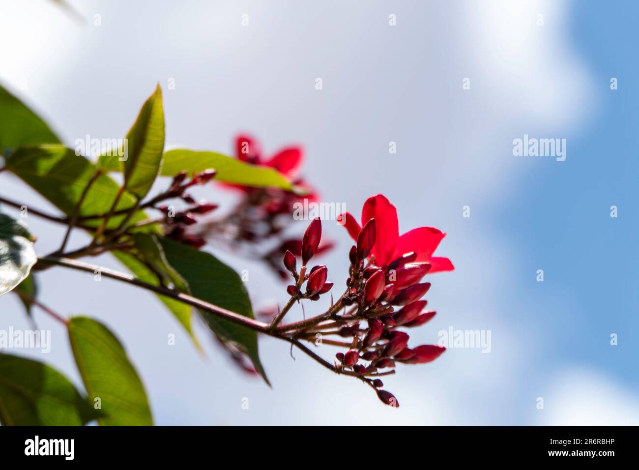 Peregrina, Spicy Jatropha, Jatropha integerrima, Close up small red ...