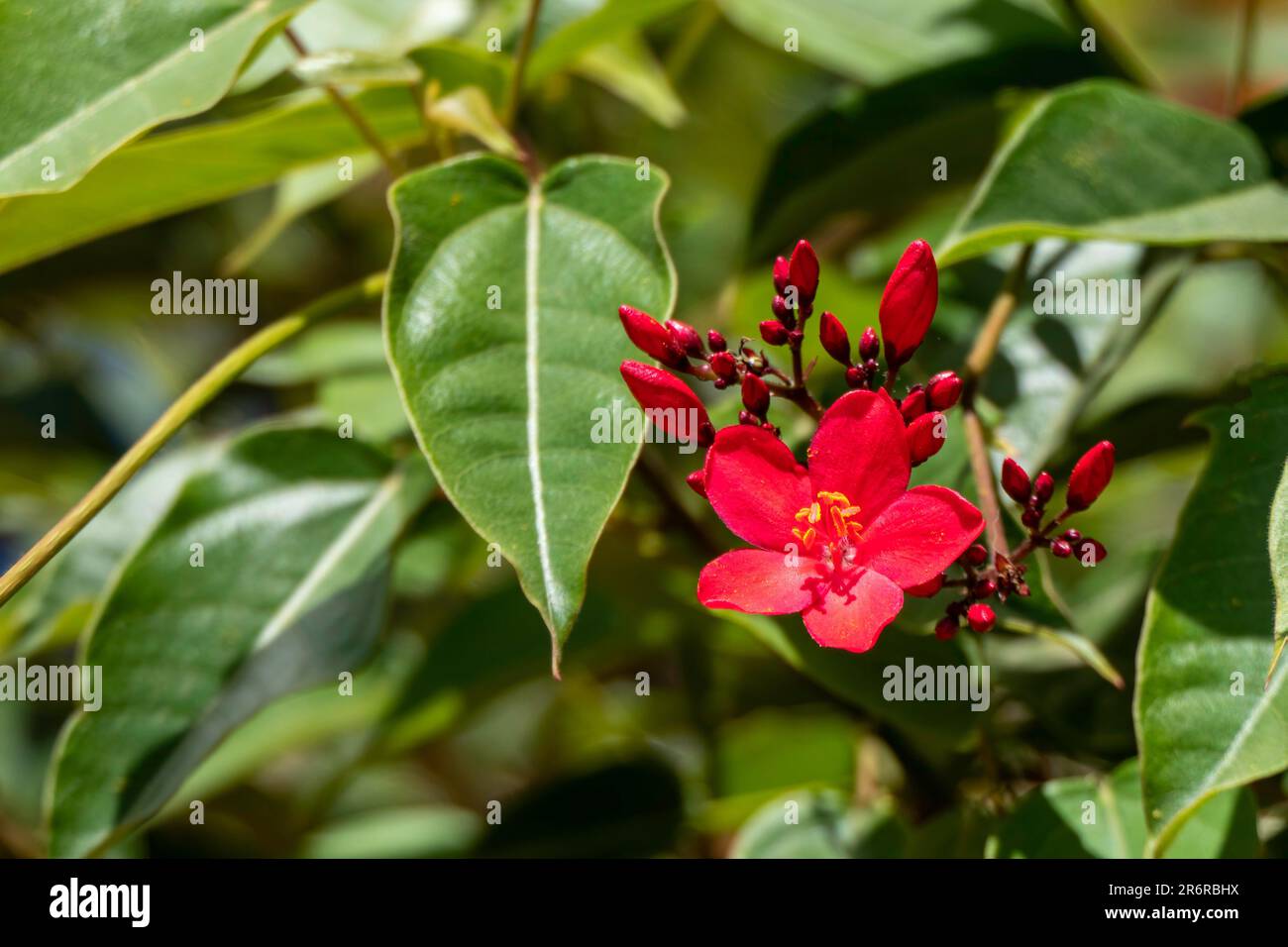 Peregrina, Spicy Jatropha, Jatropha integerrima, Close up small red flowers isolated on natural background. Israel Stock Photo