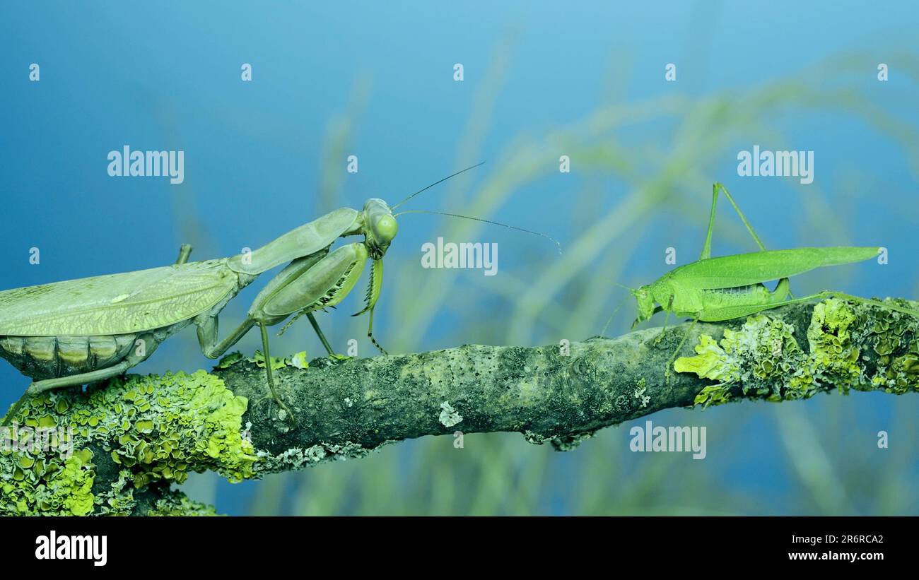 June 10, 2023, Odessa oblast, Ukraine, Eastern Europe: Green grasshopper chirps its wings next to large female praying mantis sitting on tree branch covered with lichen. and Transcaucasian tree mantis (Credit Image: © Andrey Nekrasov/ZUMA Press Wire) EDITORIAL USAGE ONLY! Not for Commercial USAGE! Stock Photo