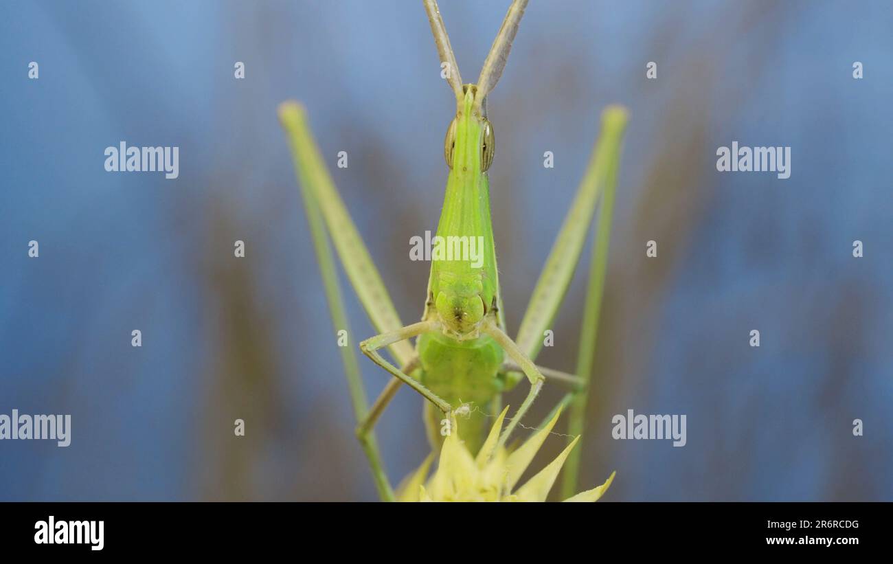 Frontal portrait of Giant green slant-face grasshopper Acrida sitting on spikelet on grass and blue sky background. Stock Photo