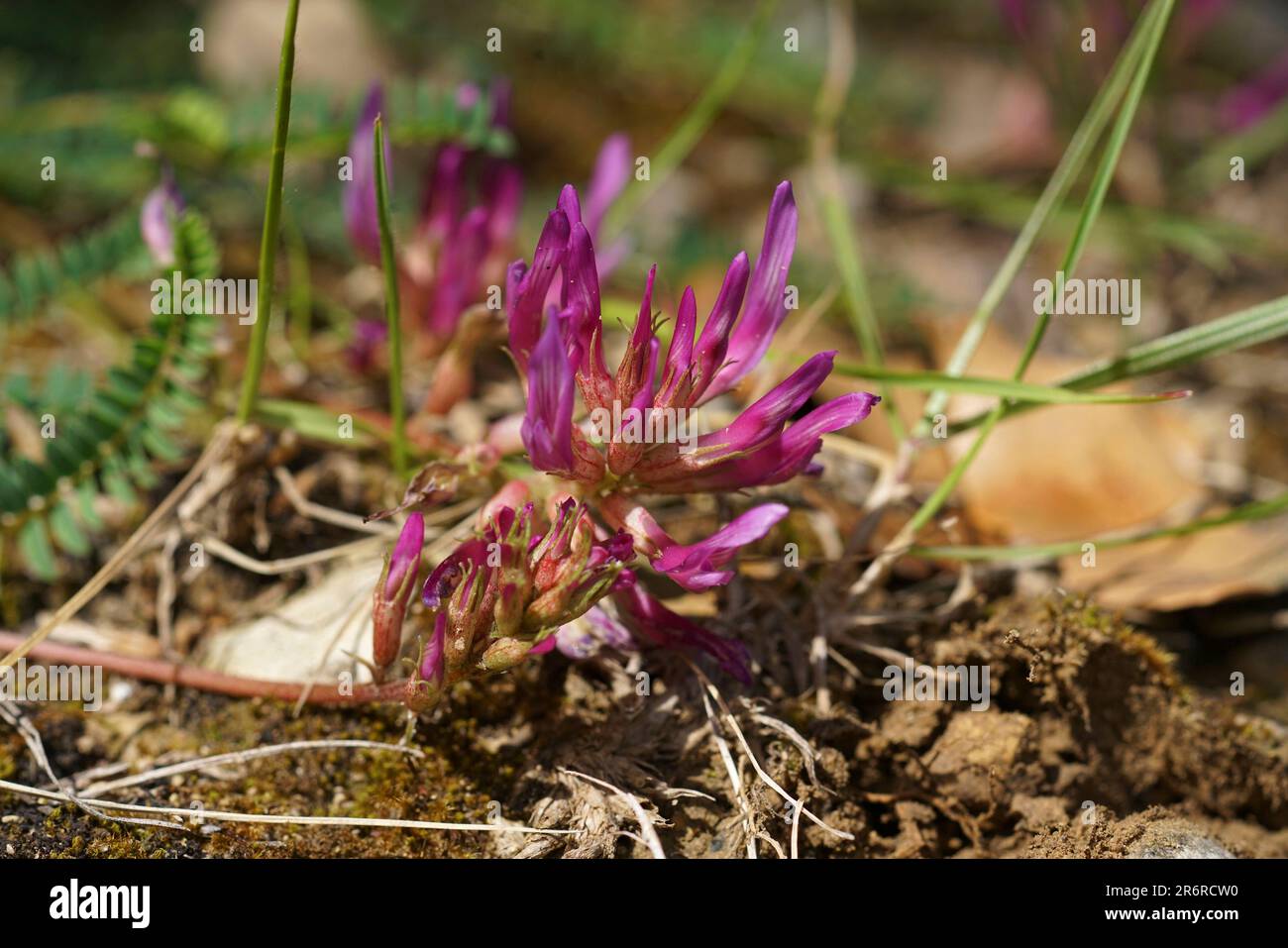 Natural closeup on the colorful pink to red flower of the Montpellier Milkvetch, Astragalus monspessulanus Stock Photo