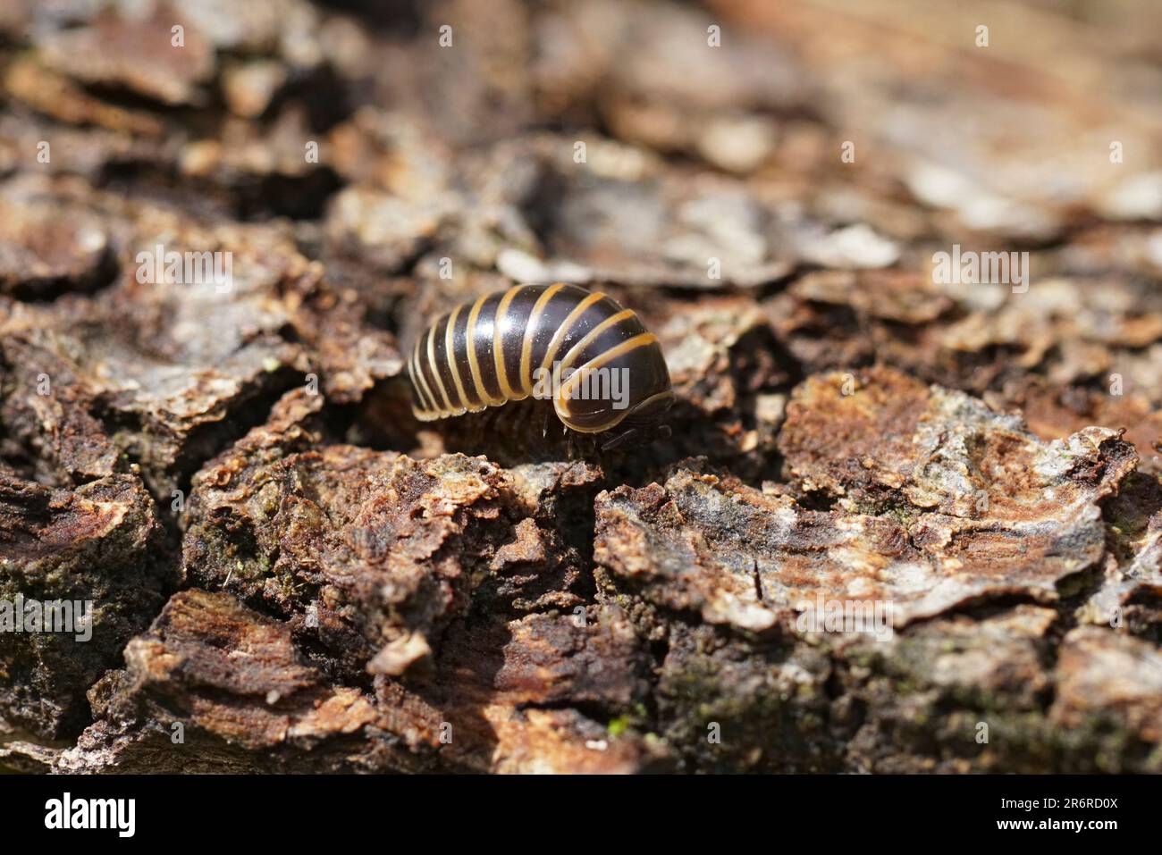 Natural closeup on the Mediterranean pillbug milliped, Glomeris marginata on wood Stock Photo