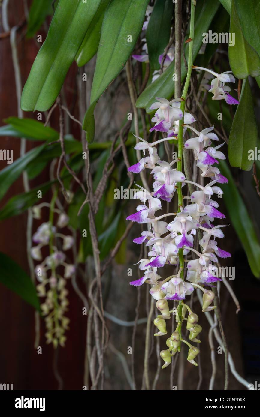 Closeup view of blooming cluster of white and purple pink flowers and buds of epiphytic orchid species aerides falcata isolated on dark background Stock Photo