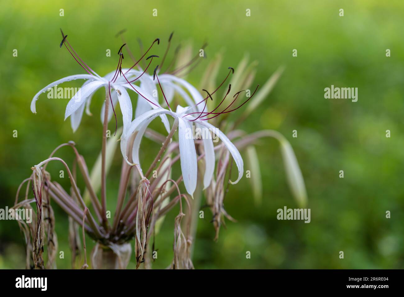 Closeup view of white and purple flowers and buds of crinum asiaticum aka poison bulb, giant crinum lily or spider lily blooming outdoors Stock Photo