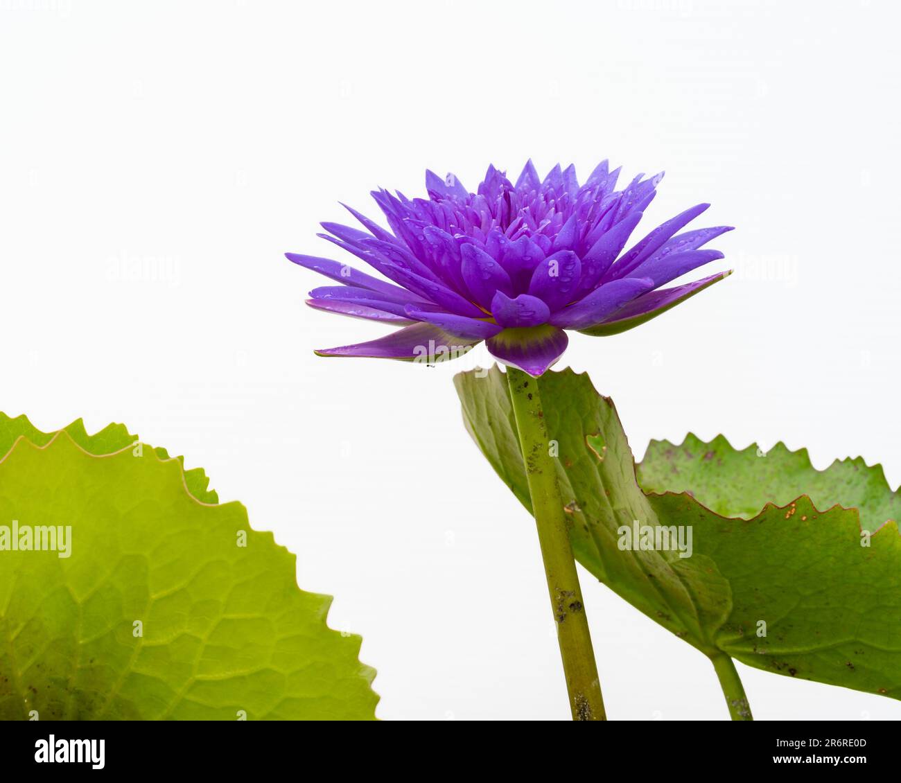 Closeup view of colorful purple blue water lily king of siam nymphaea flower and leaves isolated on white background Stock Photo