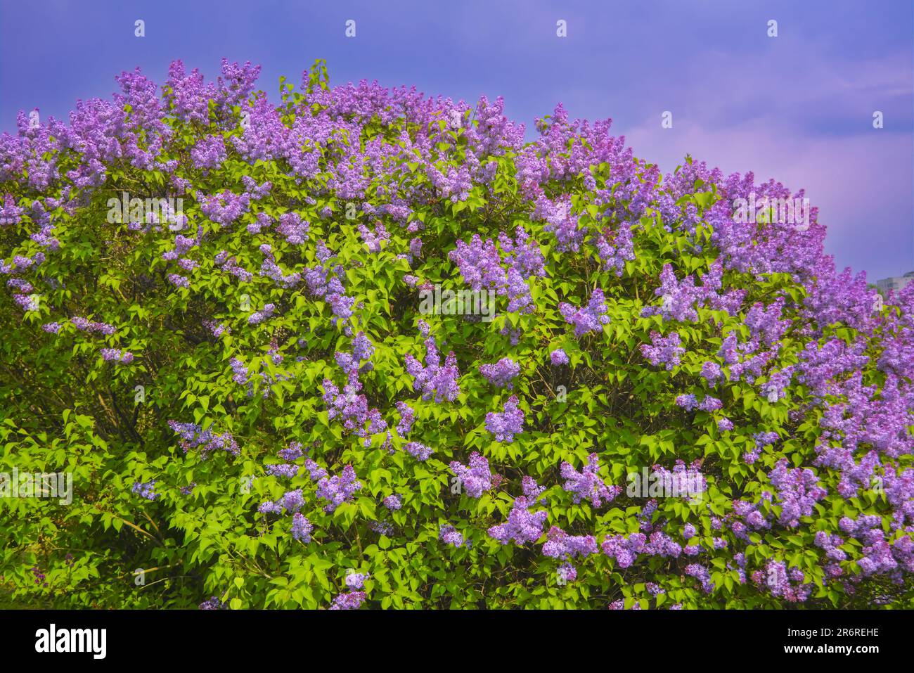 Blooming branches of lilac close-up. Lush bloom of lilacs. Selective focus. Stock Photo