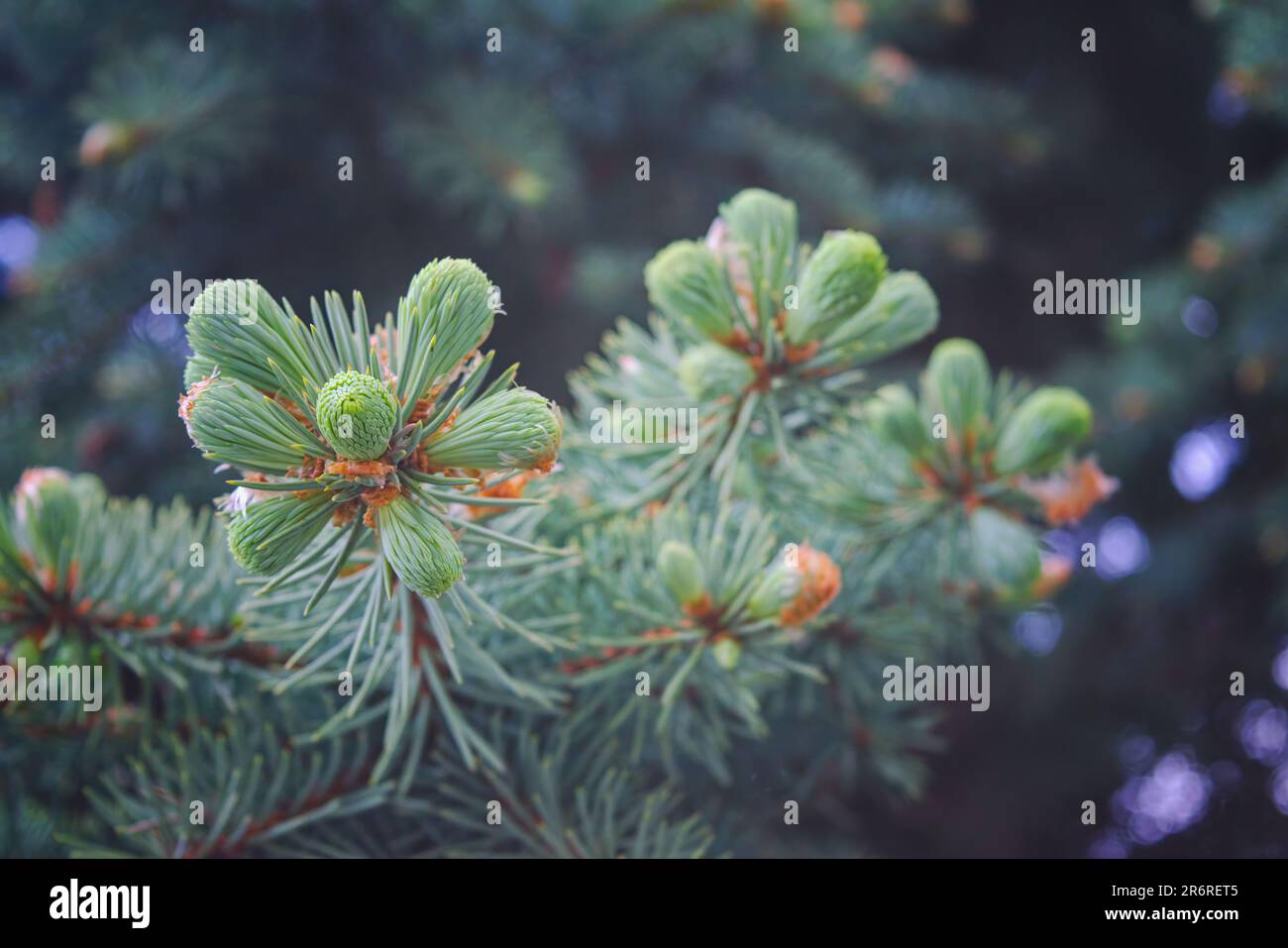 Blue spruce - evergreen coniferous tree. Selective focus. Close-up. Stock Photo