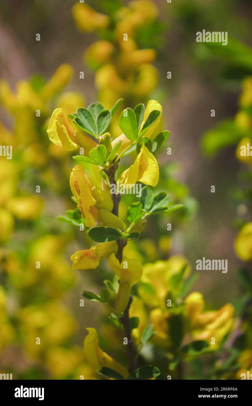Close up of the branch of blooming yellow flowers of Cytisus scoparius, the common broom or Scotch broom, syn. Sarothamnus scoparius. Blooming broom, Stock Photo