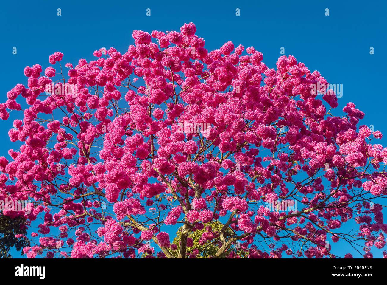 (Handroanthus heptaphyllus) Close up of beautiful Pink Trumpet Tree , Tabebuia rosea in full bloom. Ipê rosa,pink ipê. Brasília DF Stock Photo