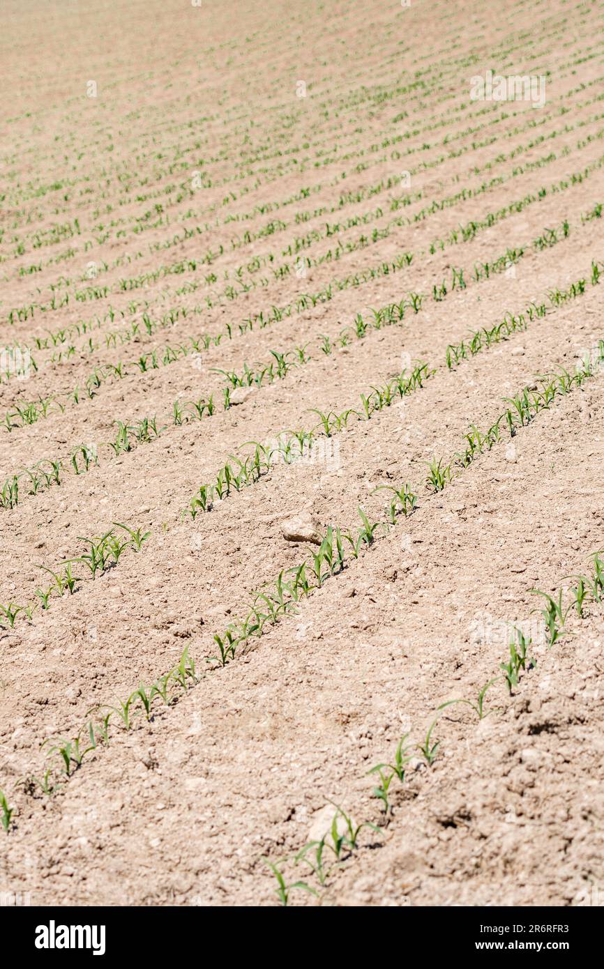 Maize Rows Crop spacing hi-res stock photography and images - Alamy