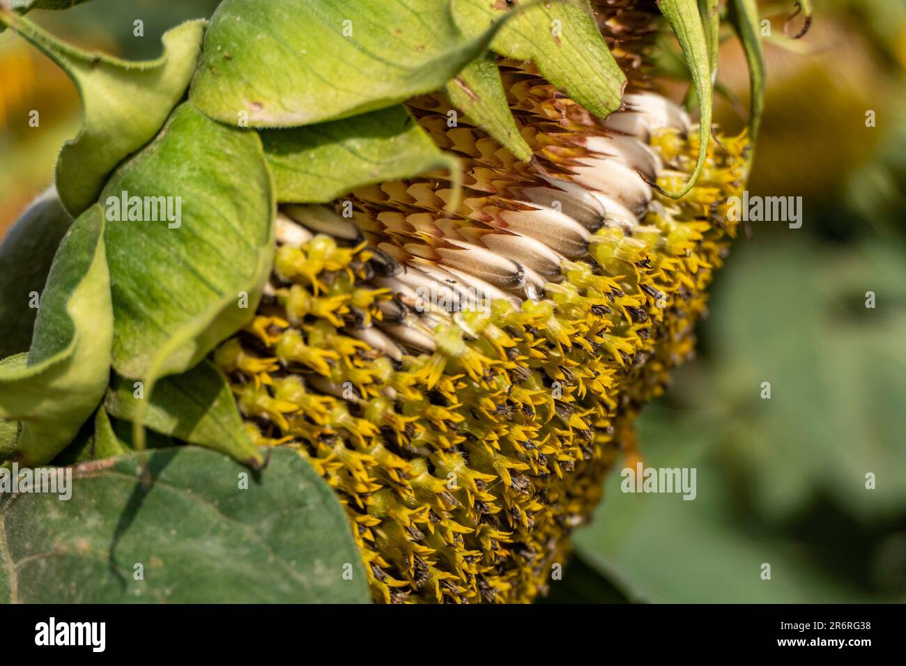 Head of Ripening cultivated sunflowers with large white seeds close up Stock Photo