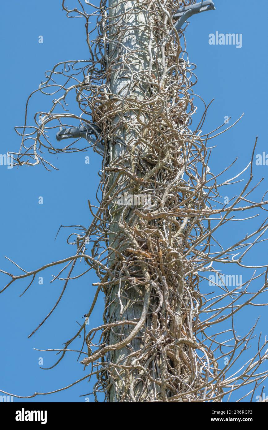Hedera helix / Ivy-covered dead tree trunk set against blue summer sky. Climbing plants concept, dead trees, choking metaphor, smothered, creeping ivy Stock Photo
