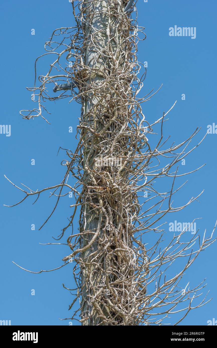 Hedera helix / Ivy-covered dead tree trunk set against blue summer sky. Climbing plants concept, dead trees, choking metaphor, smothered, creeping ivy Stock Photo