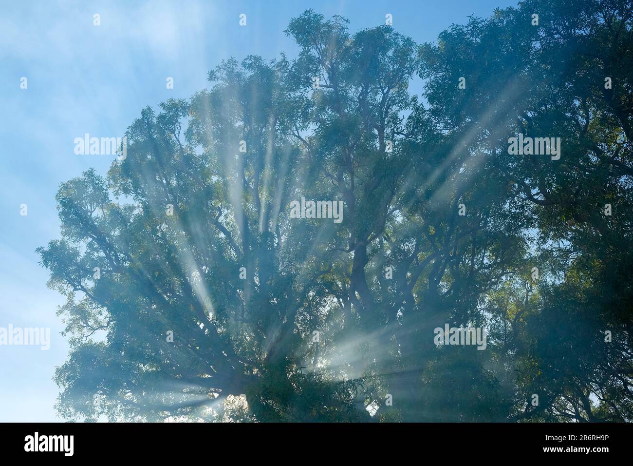 Sun rays sunbeam through tree branches Stock Photo