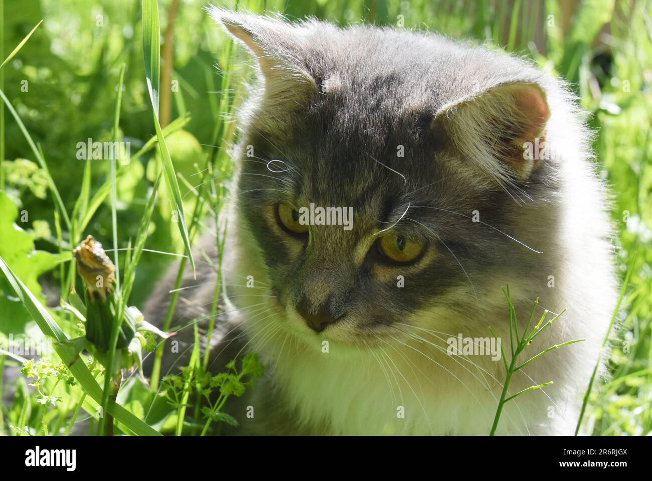 gray purebreed Siberian cat outdoor in a flower field Stock Photo
