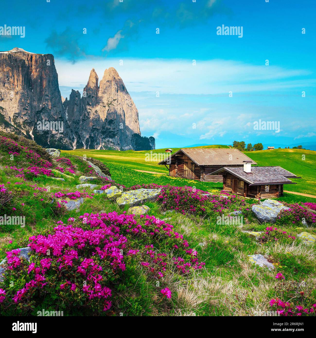 Blooming pink rhododendron flowers and cozy wooden chalets on the green slopes, Dolomites, Italy, Europe Stock Photo