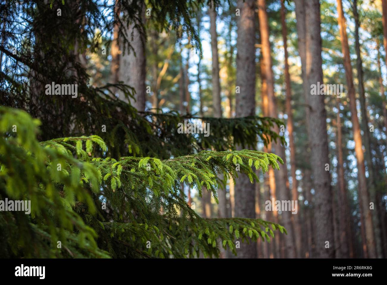 Pine tree detail in summer hi-res stock photography and images - Alamy