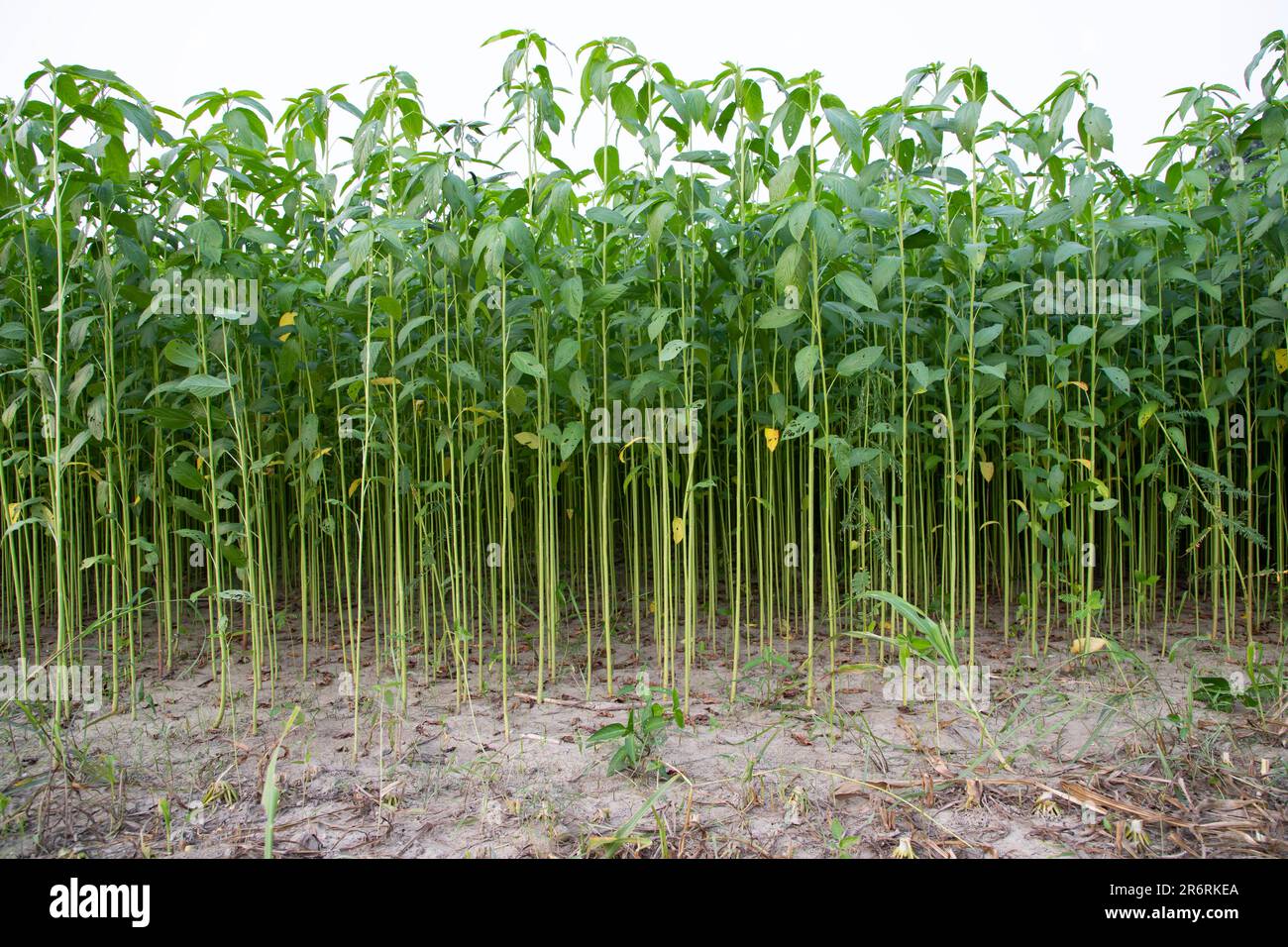 Jute plants growing in a field in the countryside of Bangladesh Stock