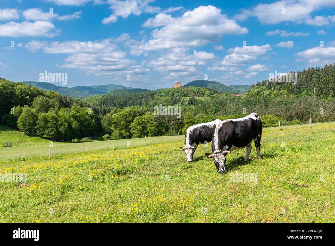 Vosges sandstone hi-res stock photography and images - Alamy