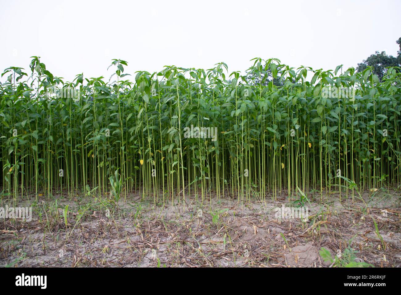 Jute plants growing in a field in the countryside of Bangladesh Stock