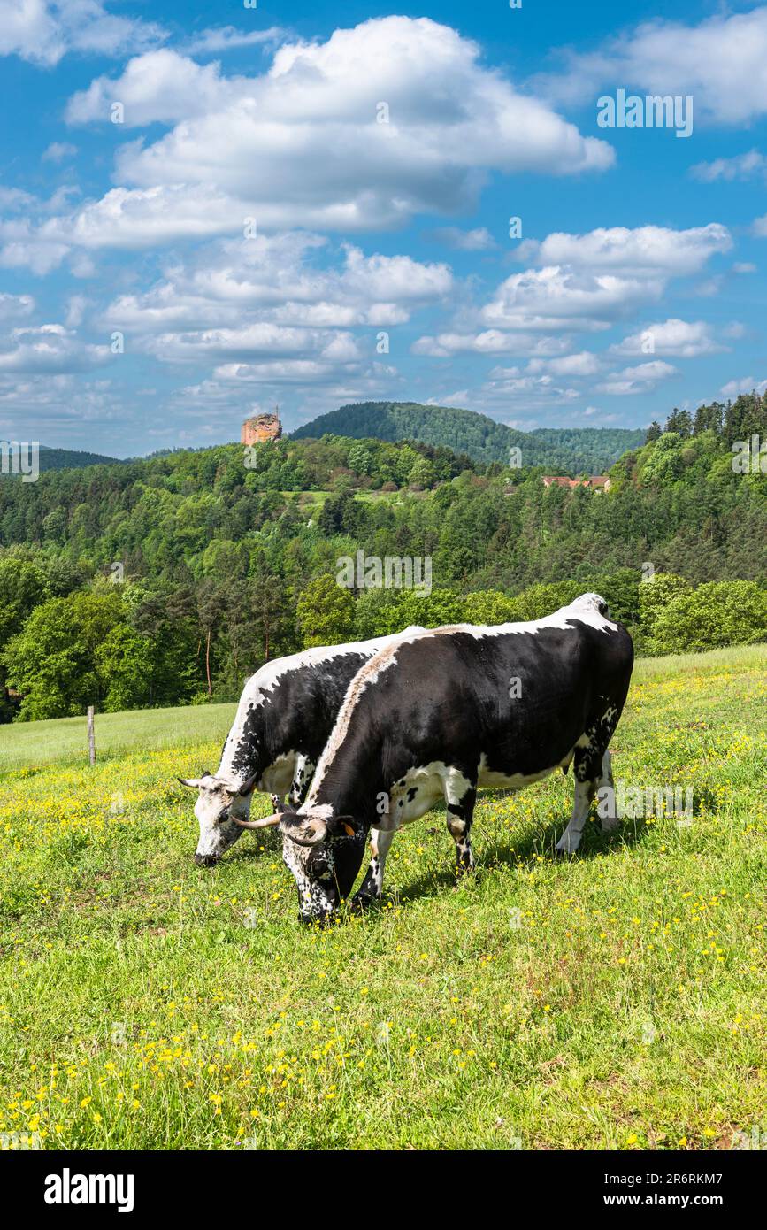 Two black and white Vosges cattle grazing in the sun on a meadow in front Wasgau mountains Wasgau and the ruins of Fleckenstein Castle, Alsace,France Stock Photo