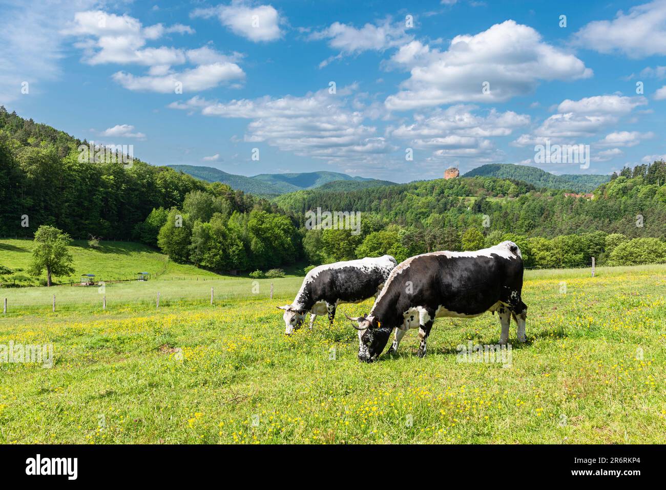 Two black and white Vosges cattle grazing in the sun on a meadow in front Wasgau mountains Wasgau and the ruins of Fleckenstein Castle, Alsace,France Stock Photo